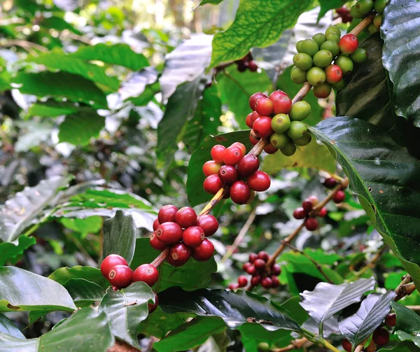 Chicchi di caffè rosso su albero del caffè — Foto Stock