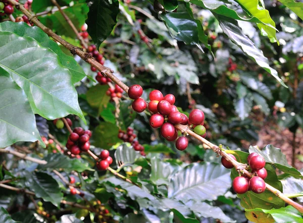 Кофейные зерна на кофейном дереве — стоковое фото