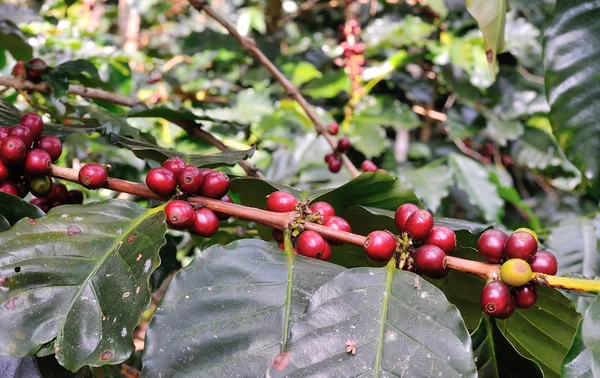 Кофейные зёрна на кофейном дереве в саду — стоковое фото