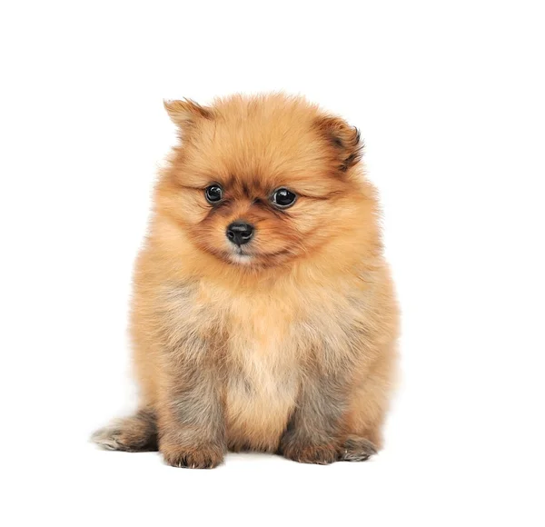 Pomeranian spitz köpek. — Stok fotoğraf