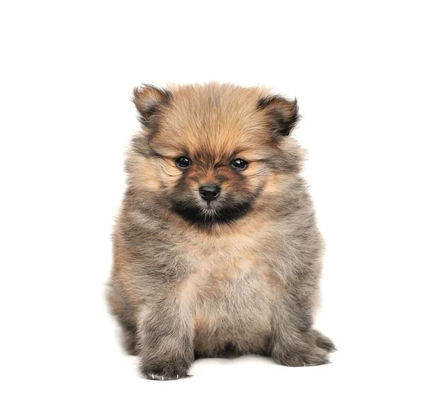 Cão spitz da Pomerânia . — Fotografia de Stock