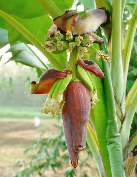 Цветущий банан завод по выращиванию бананов — стоковое фото