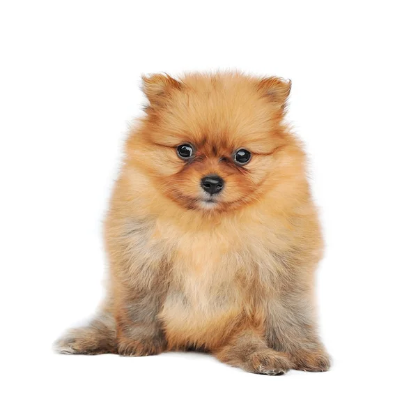 Cão spitz da Pomerânia . — Fotografia de Stock