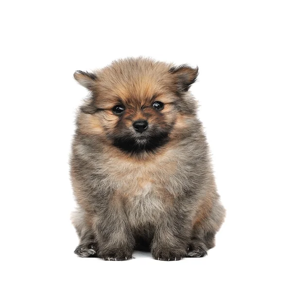 Cão Spitz da Pomerânia. Retrato sobre um fundo branco — Fotografia de Stock