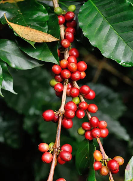 Biji kopi di pohon kopi — Stok Foto