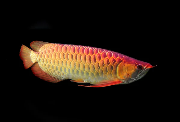 Aziatische arowana vis op zwarte achtergrond. — Stockfoto