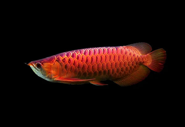 黒の背景にアジア アロワナ魚. — ストック写真