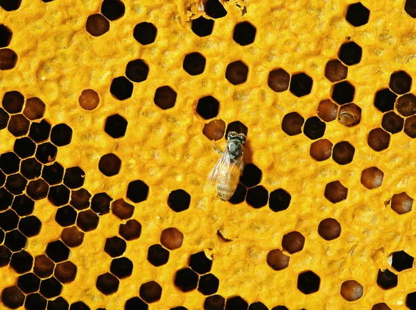 Vista de perto das abelhas em funcionamento nas células de mel — Fotografia de Stock