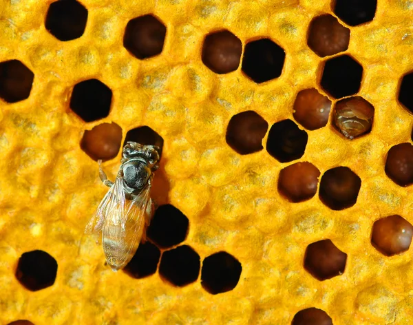 Close-up van de werkende bijen op honeycells. — Stockfoto