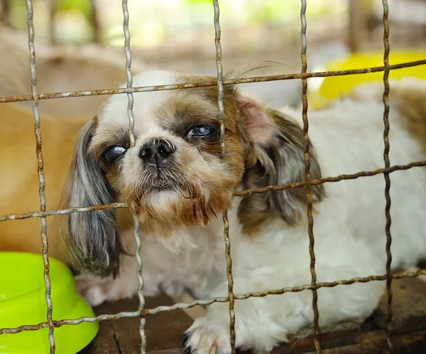 Closeup of a dog cage — Stock Photo, Image