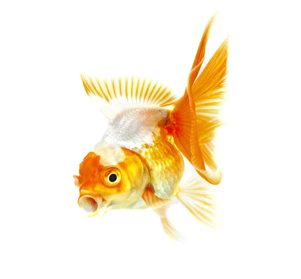 Peixe dourado. Isolamento no branco — Fotografia de Stock