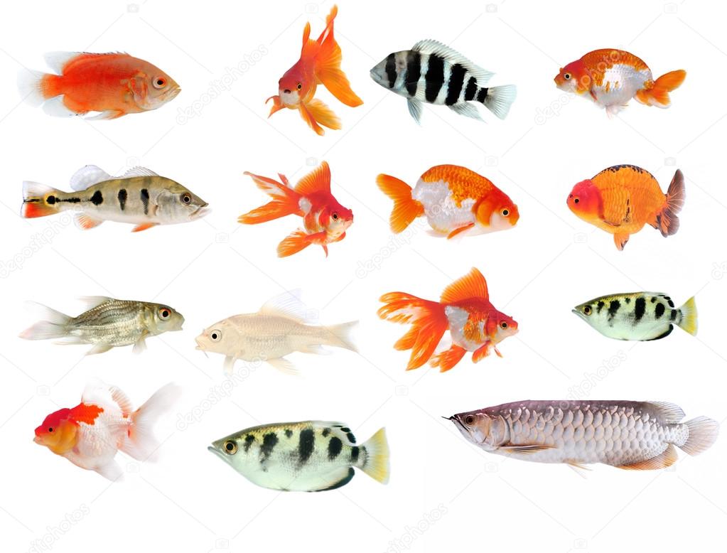 Fish collection with many different tropical fish