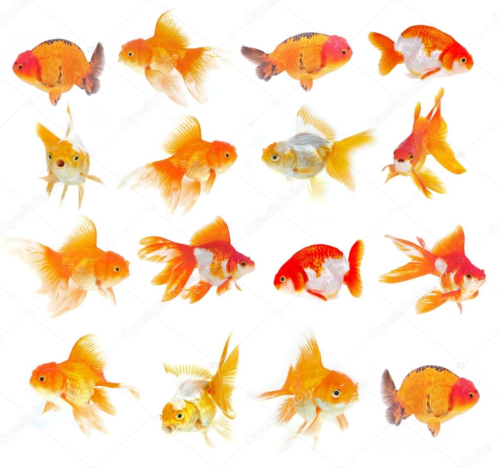Set of Goldfish on White Background