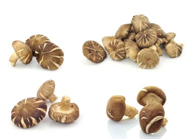 shiitake mantar (lentinula edodes).