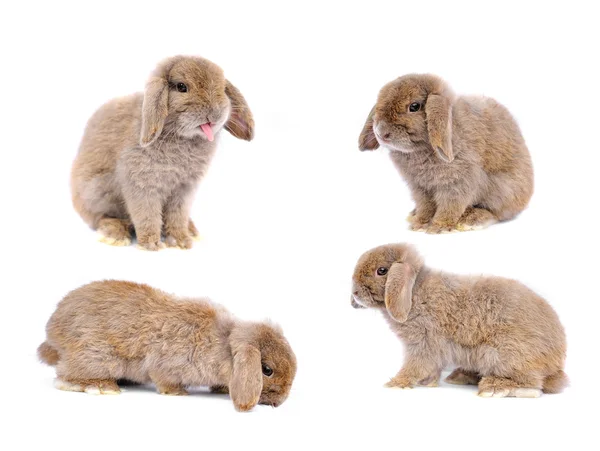 Lop králík na bílém pozadí — Stock fotografie