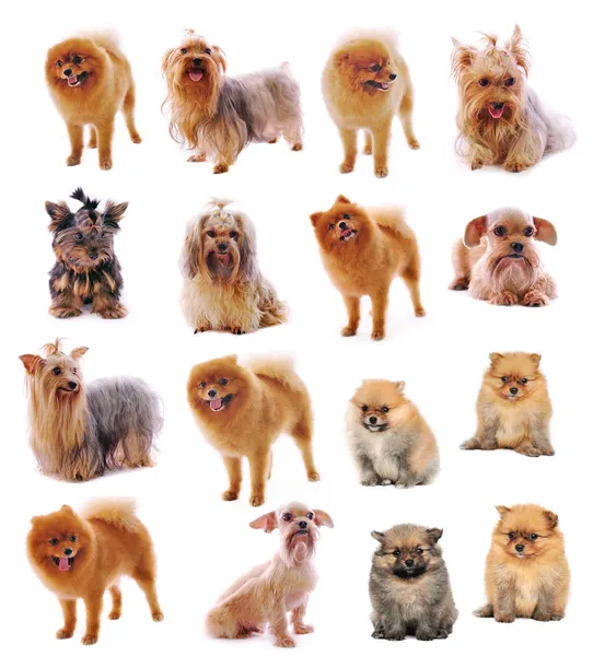 Yorkshire Terrier, Pomeranian Spitz sobre fundo branco — Fotografia de Stock