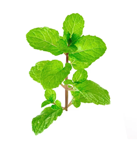 Menthe poivrée ou bouquet de menthe isolé sur fond blanc — Photo