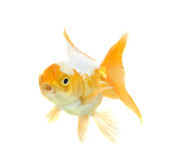 Золота риба. Ізоляція на білому — стокове фото