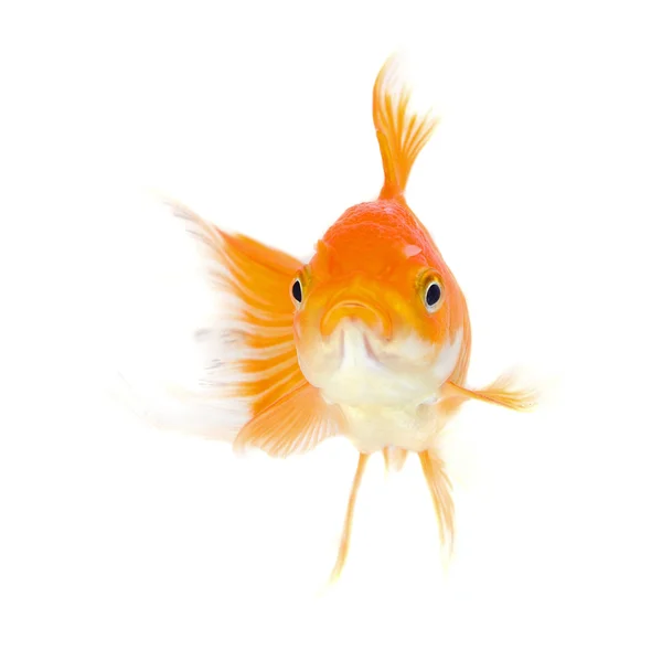 Goldfisch. — Stockfoto
