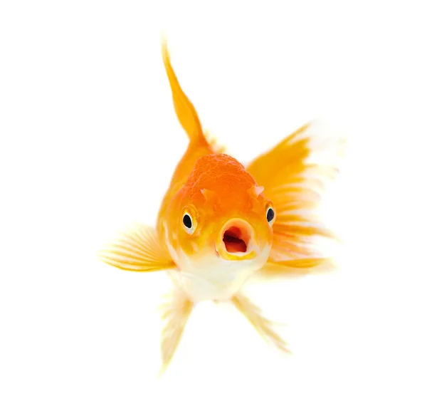 Goldfisch. — Stockfoto
