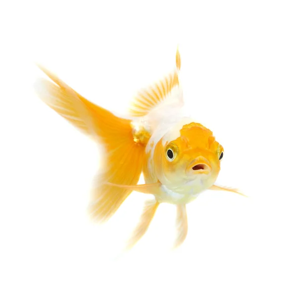 Ikan emas . — Stok Foto