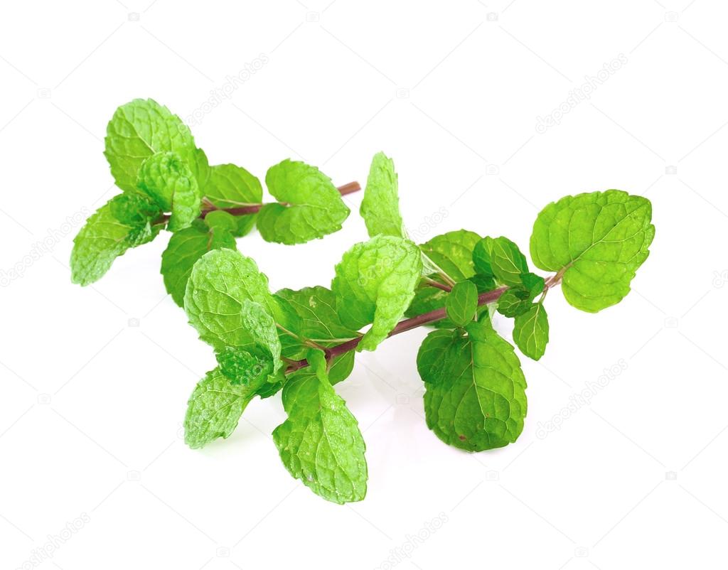 Peppermint or mint bunch