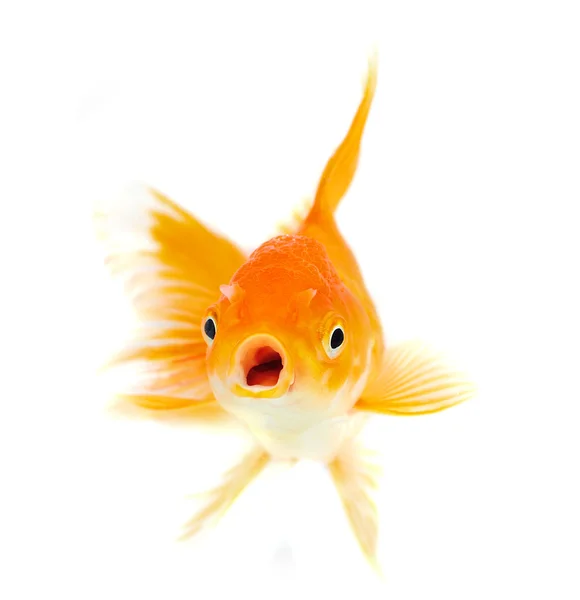 Gold fish. — Stock Photo, Image