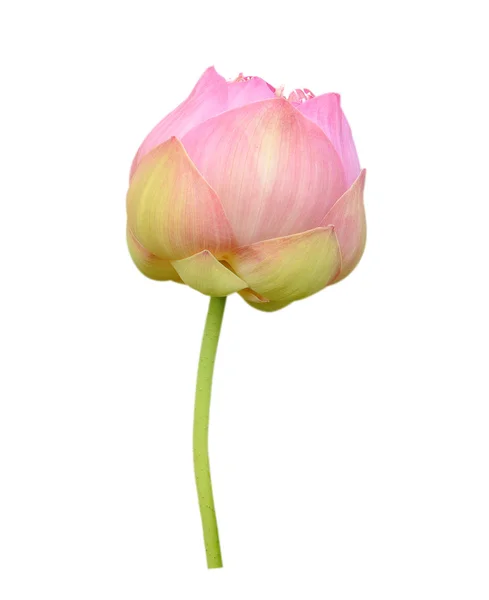 Lotus blomma isolerad på vit bakgrund — Stockfoto