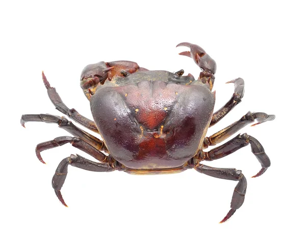 Crabe isolé sur fond blanc — Photo