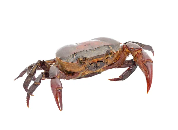 Crabe isolé sur fond blanc — Photo