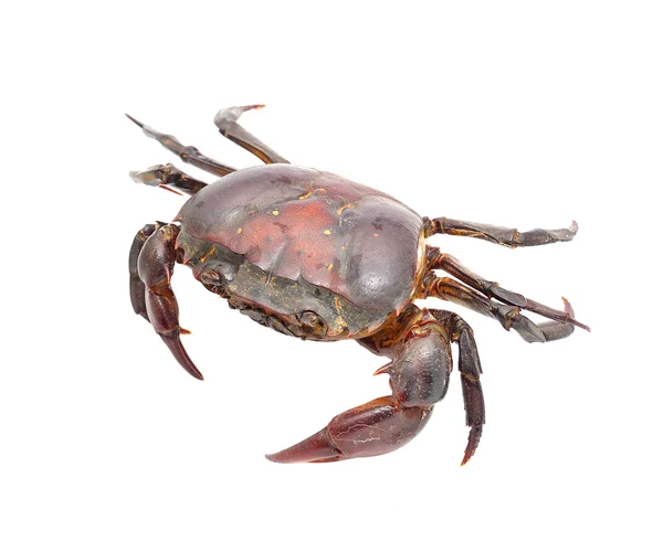 Crab isolated on white background — Stock Photo, Image