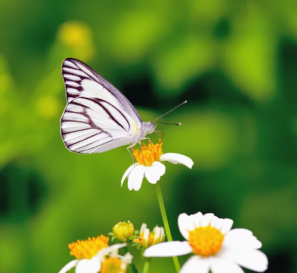 Butterfly voeden met een bloem — Stockfoto