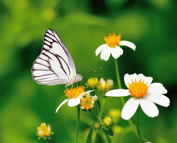 Papillon sur une fleur — Photo