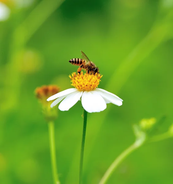 Une abeille occupée à boire du nectar de la fleur — Photo