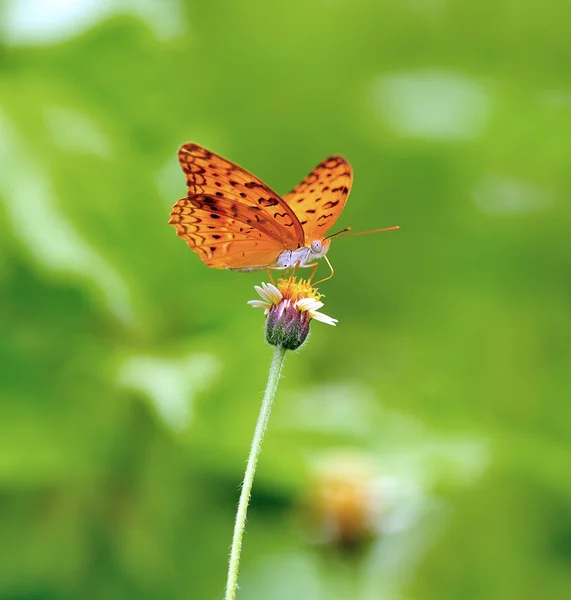 Motyl na kwiatku — Zdjęcie stockowe