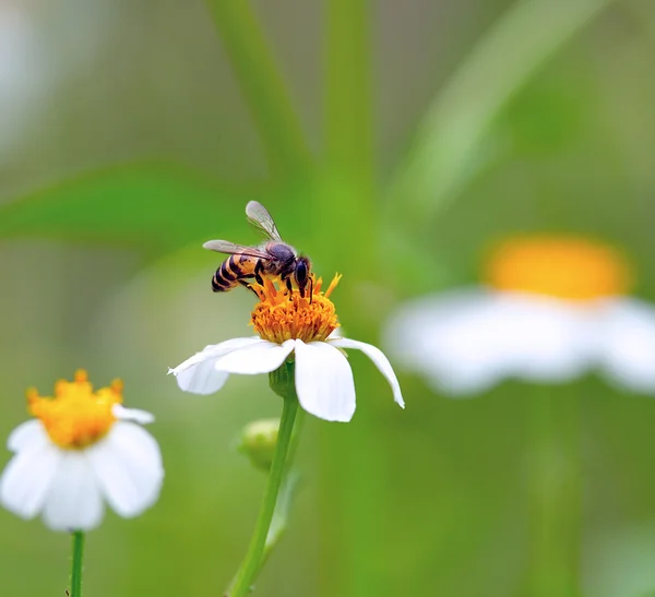 Une abeille buvant du nectar de la fleur — Photo