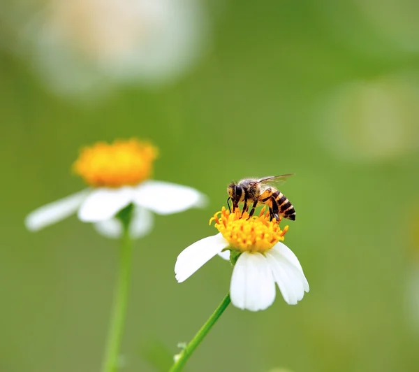 Une abeille buvant du nectar de la fleur — Photo