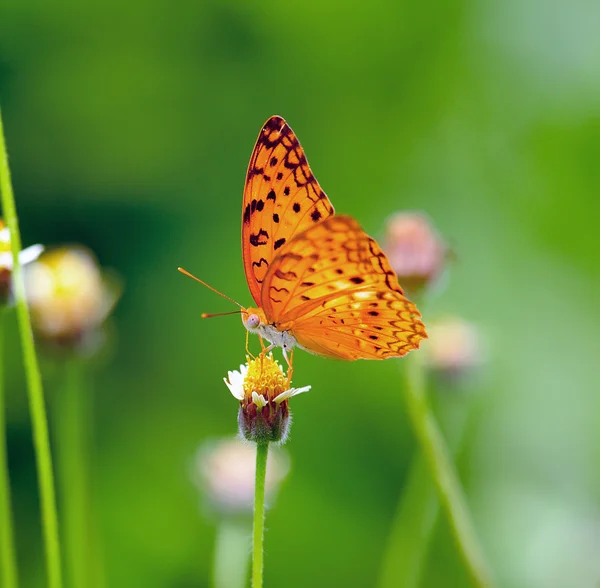 Butterfly feeding on a flower — Stock Photo, Image