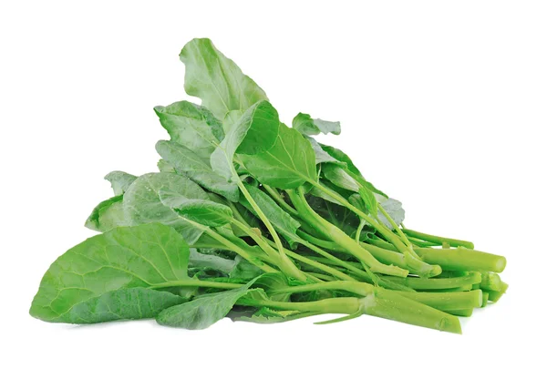 Chinese kale vegetable on white — Zdjęcie stockowe