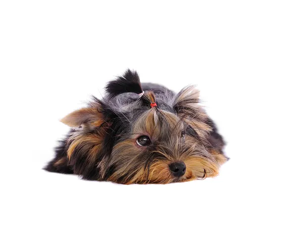 Yorkshire Terrier vor weißem Hintergrund — Stockfoto