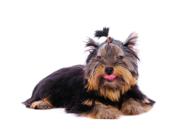 Yorkshire Terrier vor weißem Hintergrund — Stockfoto