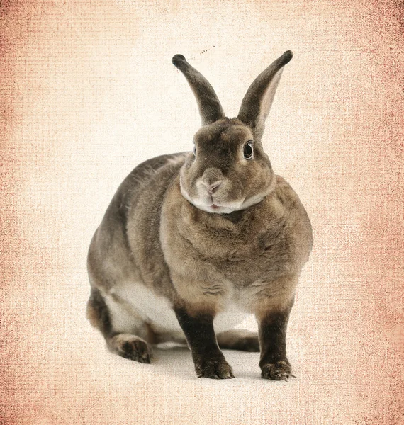 Adorable rabbit on old paper — Stock Photo, Image