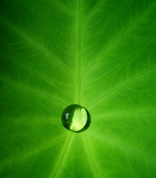Droppar vatten i ett lotusblad. — Stockfoto