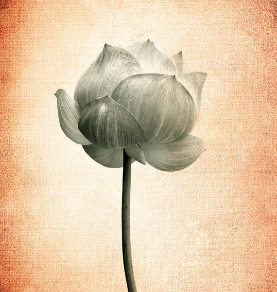 Lotus flowe in the old paper — Stock Photo, Image