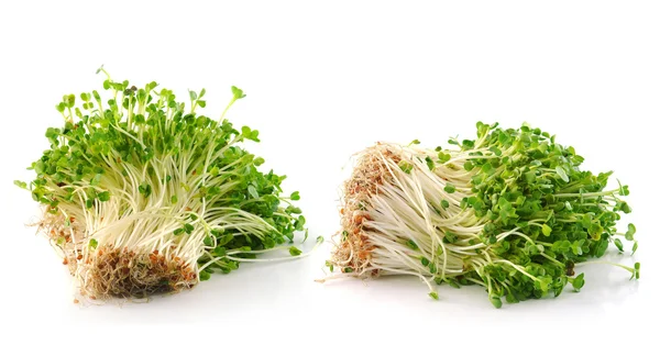 Bonen Sprouts op witte achtergrond — Stockfoto