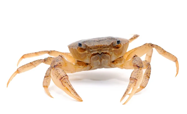 Krab geïsoleerd op witte achtergrond — Stockfoto