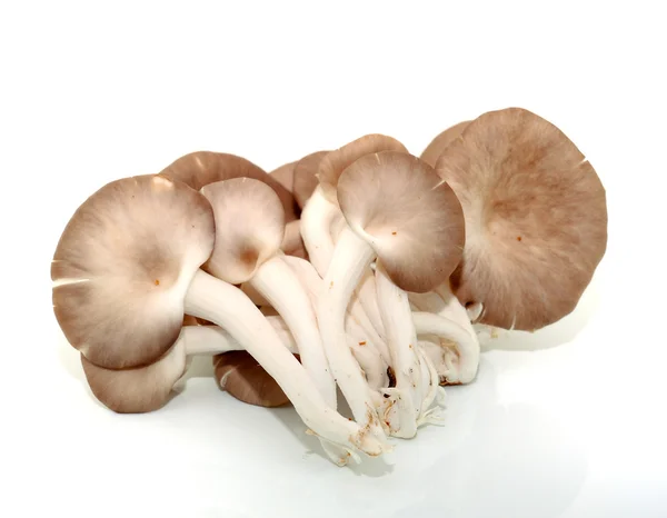 Mushroom on white background — Stock Photo, Image