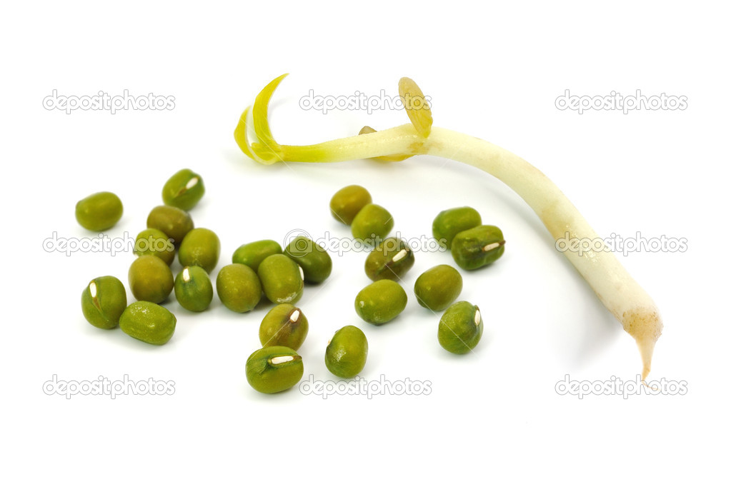 mung bean sprout isolated on white