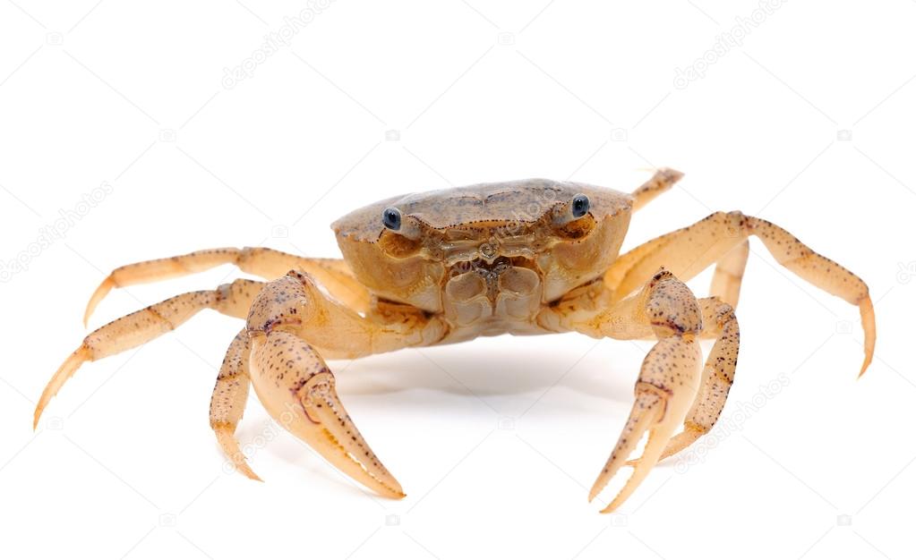 crab isolated on white background