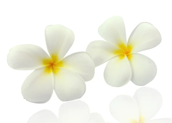 Tropical flowers frangipani (plumeria) isolated on white backgro — Stock Photo, Image